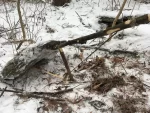 deadfall trap